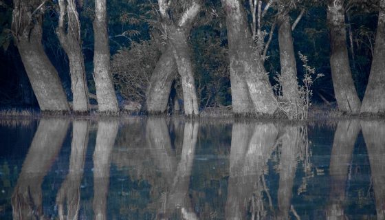 Contaminantes emergentes